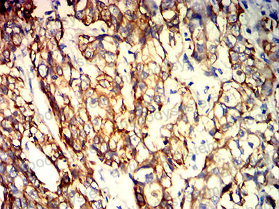 Валидация AntibodySystem RHE12103 (1968)