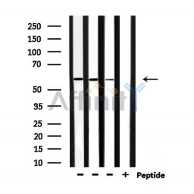 Валидация Affinity DF9808 - 22681