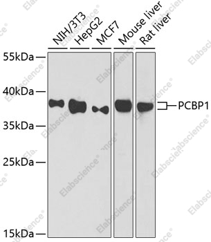 Вестерн-блоттинг, PCBP1, различные клеточные линии
