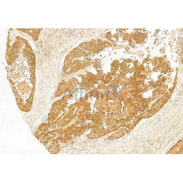 Валидация Affinity DF12027 - 6052