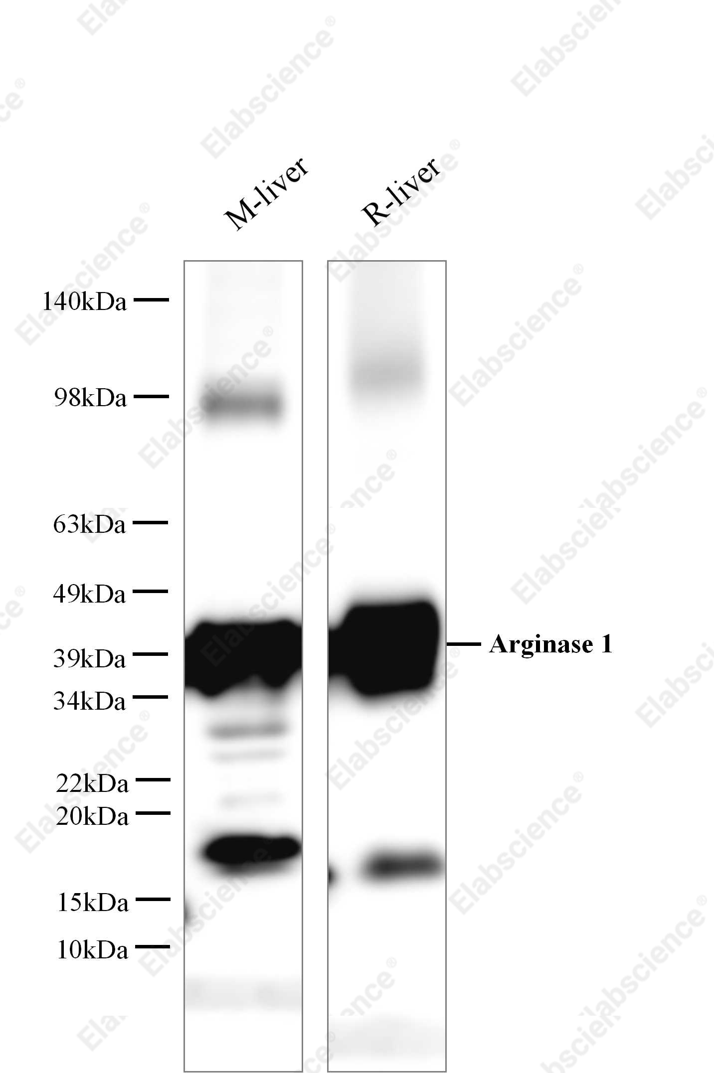 Вестерн-блоттинг, Arginase 1, лизаты печени мыши и крысы