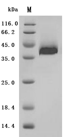 SDS-PAGE