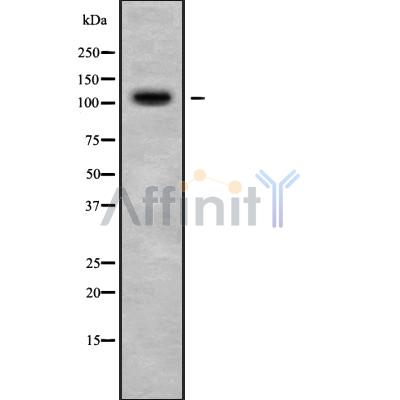 Валидация Affinity DF9893 - 22849