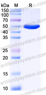 AHJ32503, SDS-PAGE