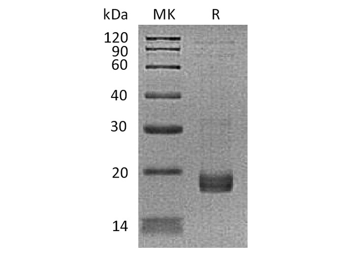 Валидация Elabscience PKSH033520(3822)