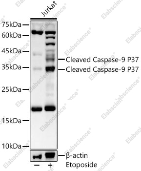 Вестерн-блоттинг, Cleaved Caspase-9 P37, клетки Jurkat