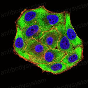Валидация IF - AntibodySystem RHK46903