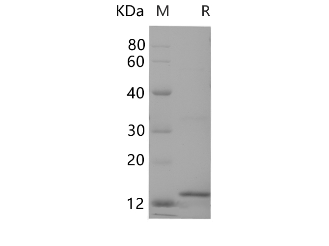 Валидация Elabscience PDEH100691(167)