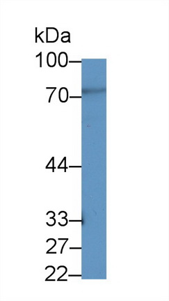 14064