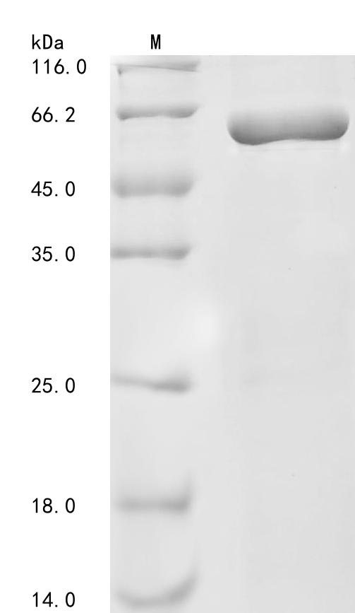 SDS-PAGE