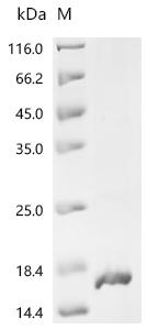SDS-PAGE