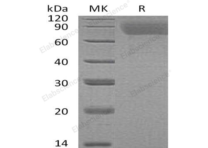 Валидация Elabscience PKSH033110(3472)