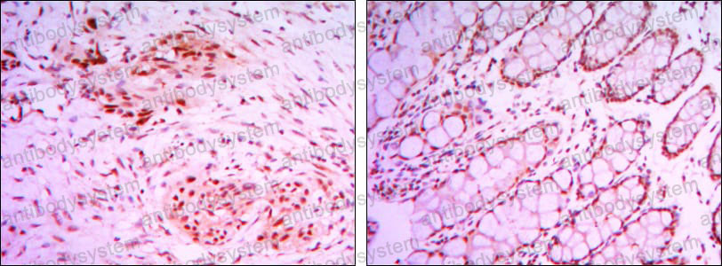 Валидация AntibodySystem RHB11507