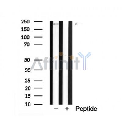 Валидация Affinity AF7911 - 4657