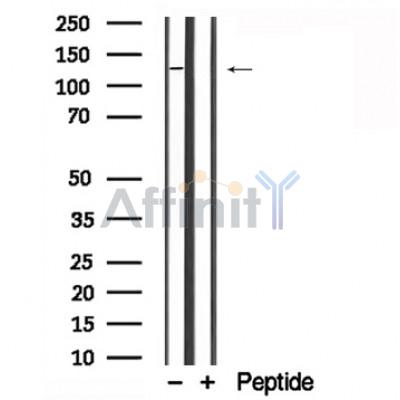 Валидация Affinity AF7826 - 4549