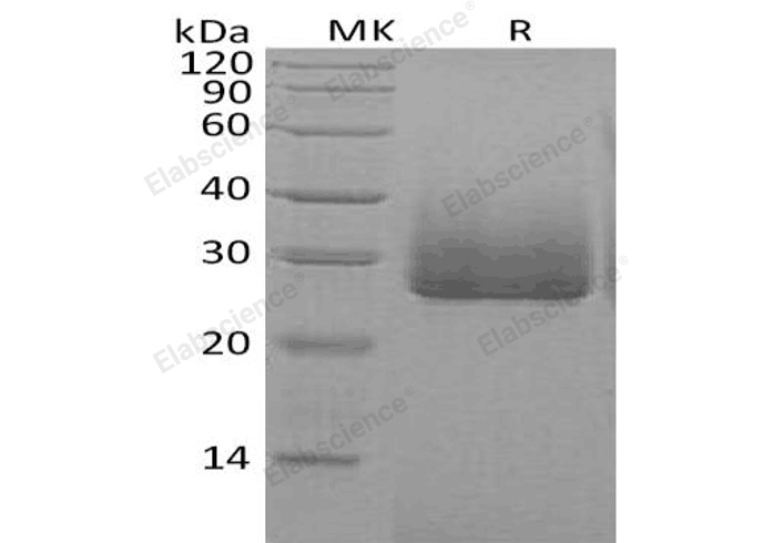 Валидация Elabscience PKSH032085(2633)