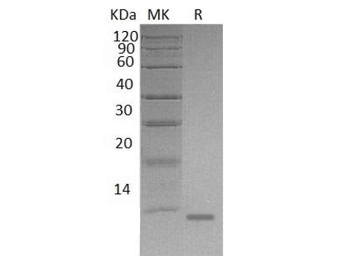 Валидация Elabscience PKSM041133(5047)