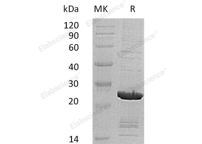 Валидация Elabscience PKSH033071(3441)