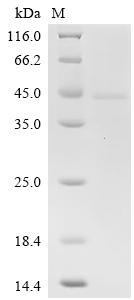 SDS-PAGE