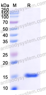 YHF40002, SDS-PAGE