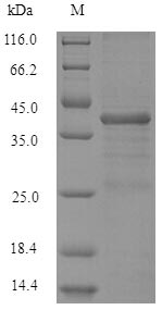 SDS-PAGE