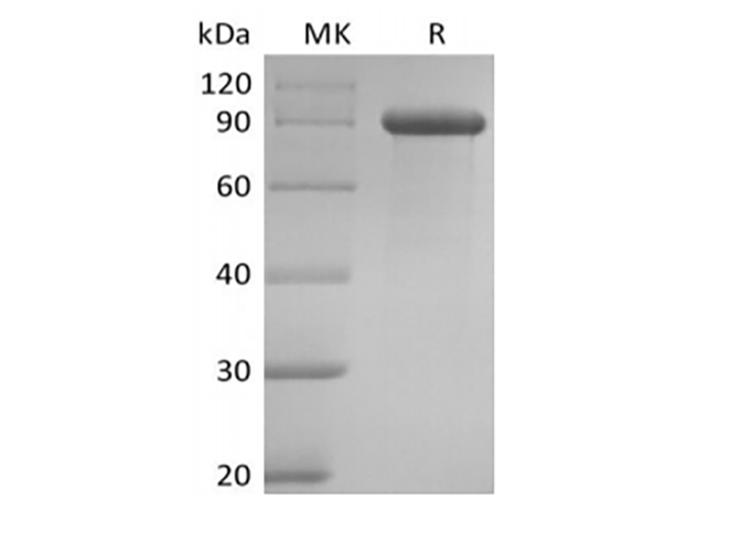 Валидация Elabscience PKSH034039(4270)