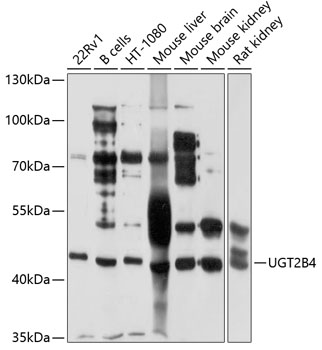 Валидация Elabscience E-AB-92581