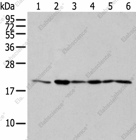 Вестерн-блоттинг, EEF1E1, клетки 293T, ткань яичка человека, клетки Jurkat и A549