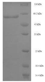 SDS-PAGE