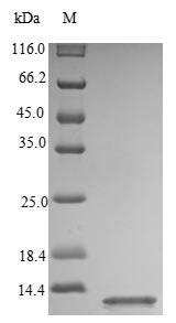SDS-PAGE