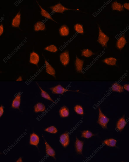 Иммунофлуоресценция, KCNAB2, клетки L929