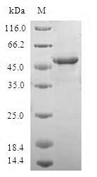 SDS-PAGE