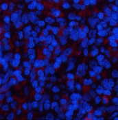 Валидация Elabscience E-AB-33244