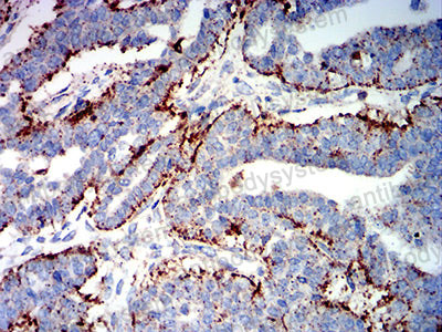 Валидация AntibodySystem RHC27101 (837)