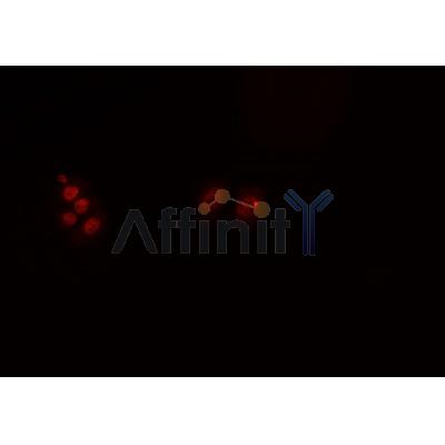 Валидация Affinity DF6387 - 17749