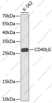Вестерн-блоттинг, CD40L, клетки K561