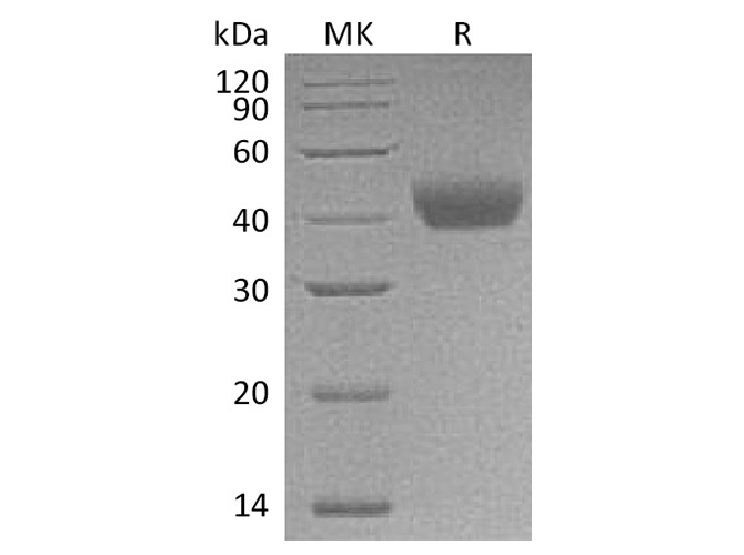 Валидация Elabscience PKSR030461(5773)