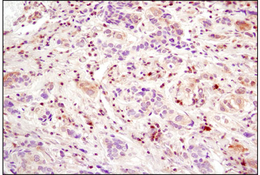 Валидация AssayVector ARM2603(4740)