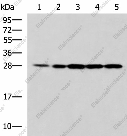 Вестерн-блоттинг, PSMA6, клетки 293T, Jurkat и A375