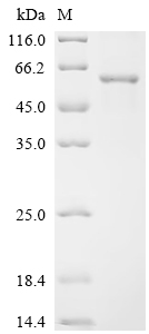 SDS-PAGE