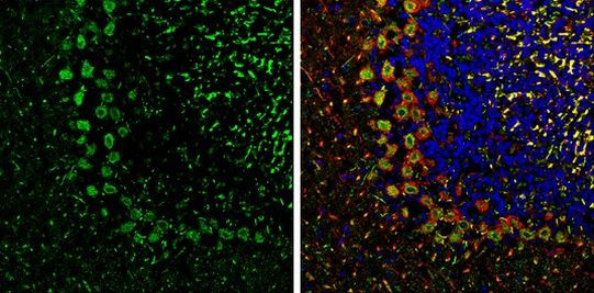 Валидация AssayVector ARM2621(4817)