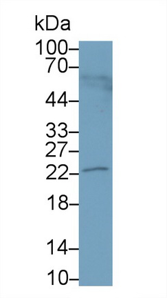 20952