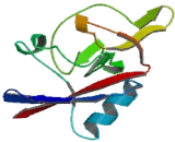 Killer Cell Lectin Like Receptor Subfamily B, Member 1 (KLRB1)