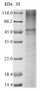 SDS-PAGE