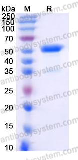 EHA01401, SDS-PAGE