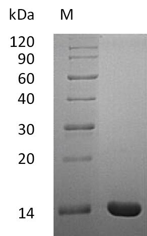 SDS-PAGE