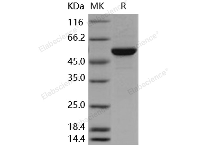 Валидация Elabscience PKSH030417(1350)