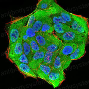 Валидация IF - AntibodySystem RHE91402