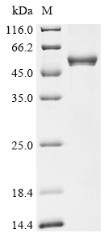 SDS-PAGE