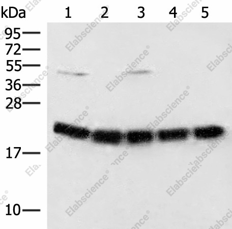 Вестерн-блоттинг, ARF5, клетки Raji, ткань мозга мыши, клетки HeLa, A375 и 231